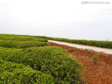 茶园公路