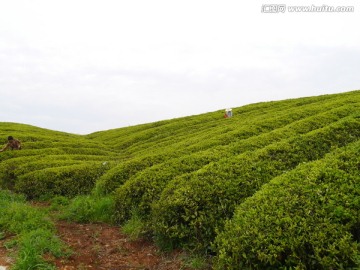 丘陵茶山