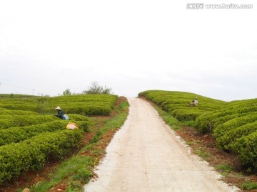 茶山公路