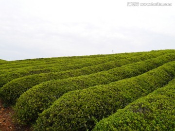 茶叶基地