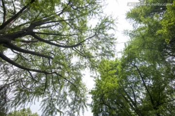 银杏树