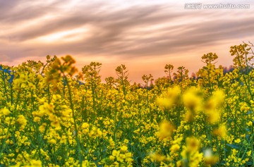 油菜花 高清晰