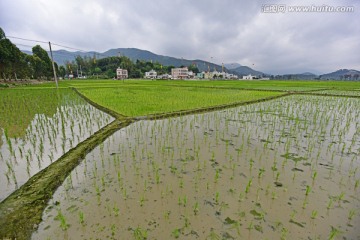 稻田