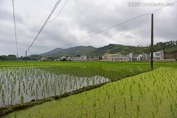 稻田