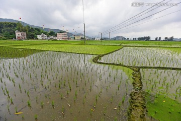 稻田