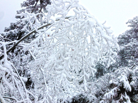 白雪压枝