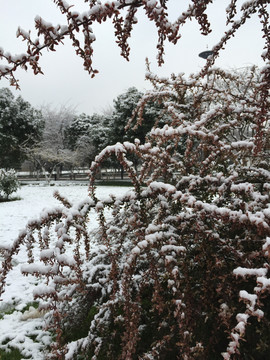 雪景