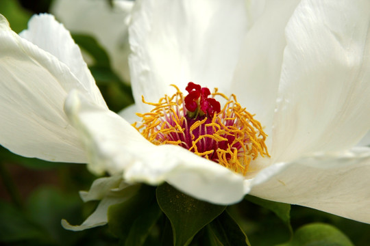芍药