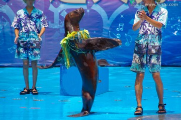 海狮表演 草裙舞