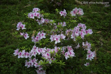 杜鹃花