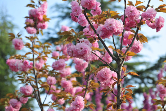 樱花园   樱花  红色花