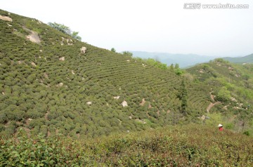 茶山