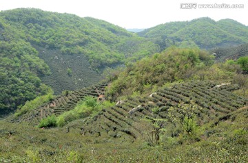 茶山