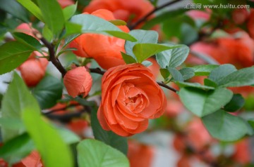 海棠花