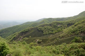 茶山
