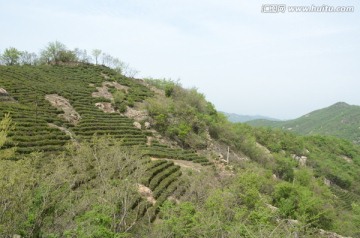 茶山