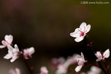 杏花
