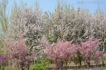 春花烂漫