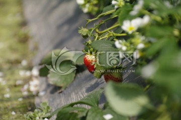 棚栽草莓