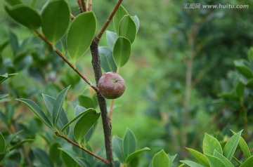 茶籽油树