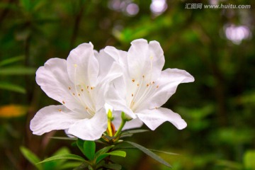 白色的花朵