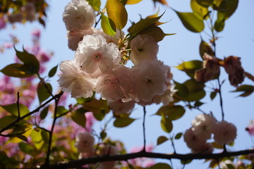 樱花