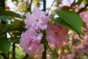 樱花