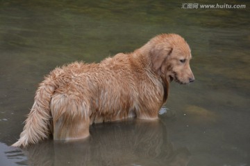 赛级犬 导盲犬