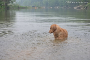 导盲犬游泳