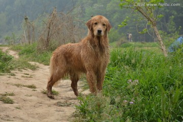 金毛寻回犬 游泳