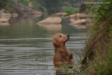 金毛寻回犬