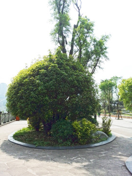 绿色植物