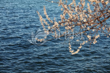 桃花枝垂湖面