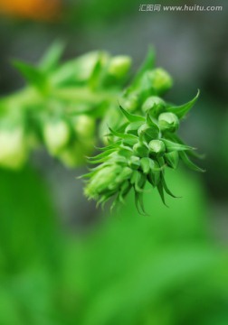 植物花蕾高清特写