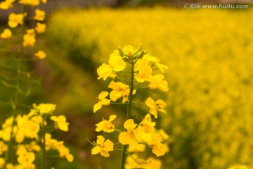 油菜花