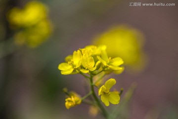 油菜花特写