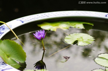 水盆景