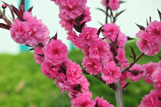 红桃花   高清桃花素材