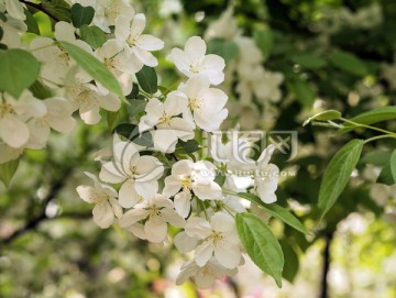 花卉 白海棠