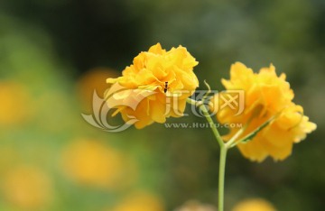黄花 花朵