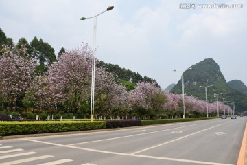 紫荆花开