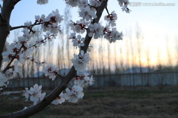 春色杏花