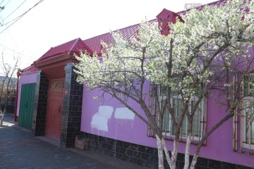 房前开花的李树
