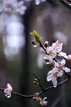 小区内的梨花