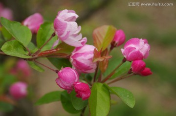 垂丝海棠花蕾