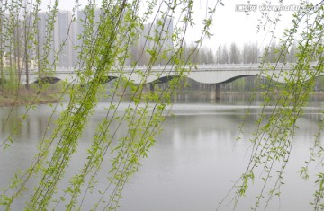 滁州城河公园永济桥春色