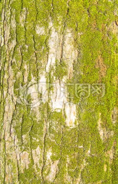 树皮 绿色 苔藓 青苔