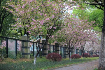 人行道上的樱花