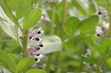 蚕豆花