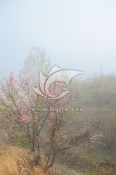 雾里的桃花